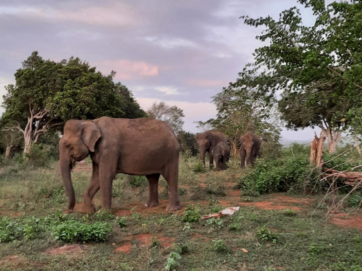 Elephant Lodge Udawalawe Eksteriør bilde