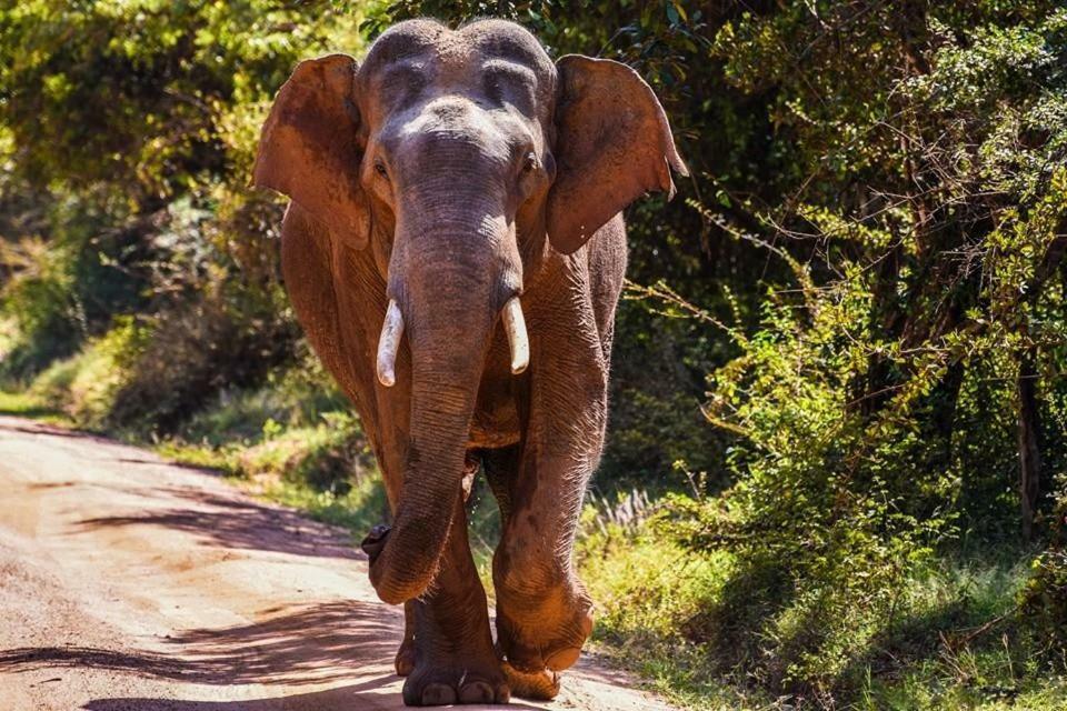 Elephant Lodge Udawalawe Eksteriør bilde