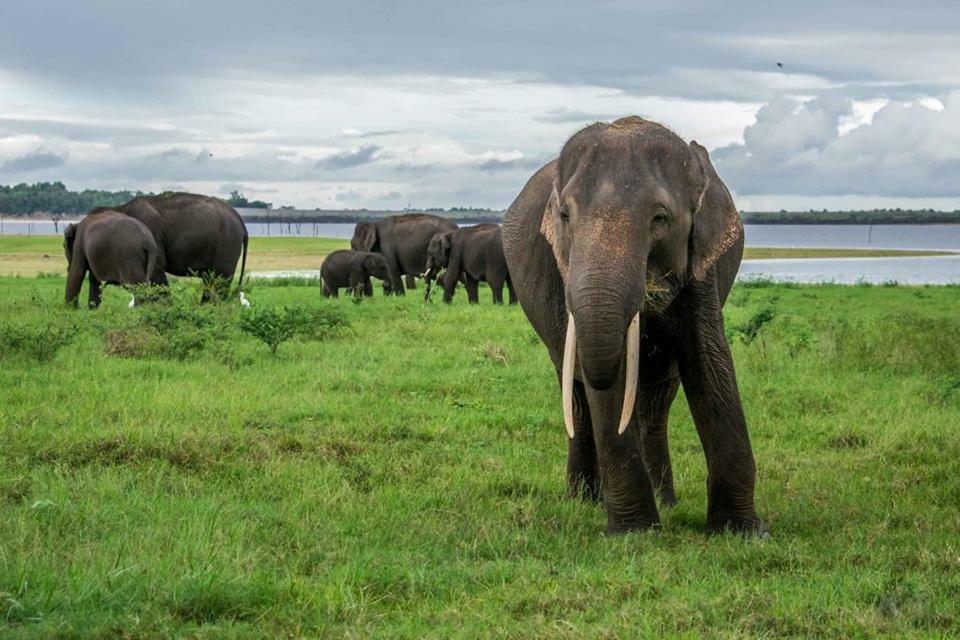 Elephant Lodge Udawalawe Eksteriør bilde