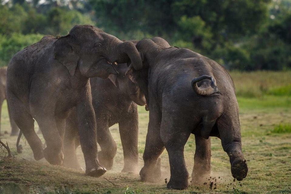 Elephant Lodge Udawalawe Eksteriør bilde