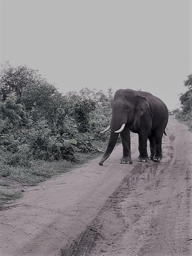Elephant Lodge Udawalawe Eksteriør bilde