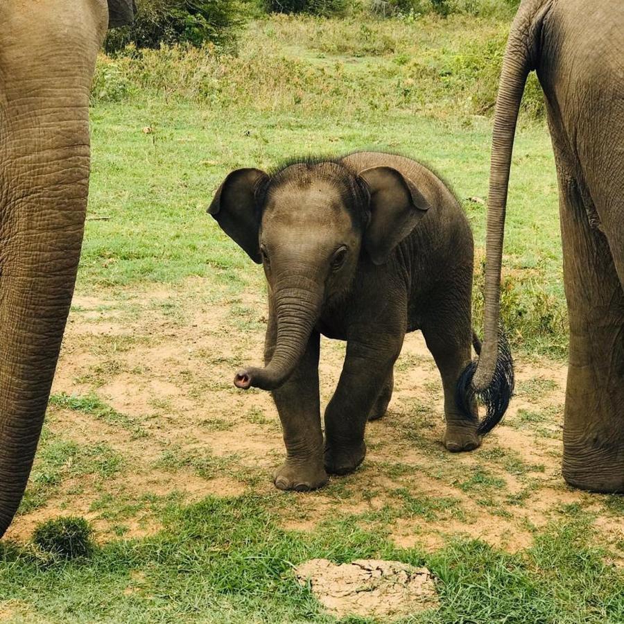 Elephant Lodge Udawalawe Eksteriør bilde
