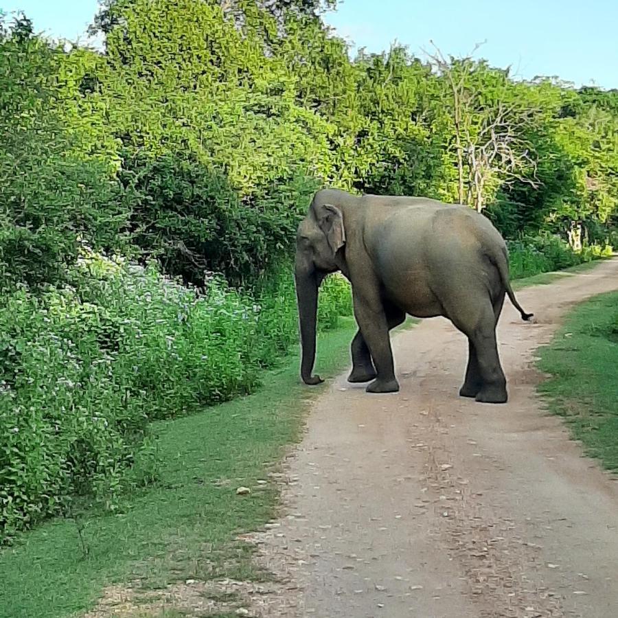 Elephant Lodge Udawalawe Eksteriør bilde