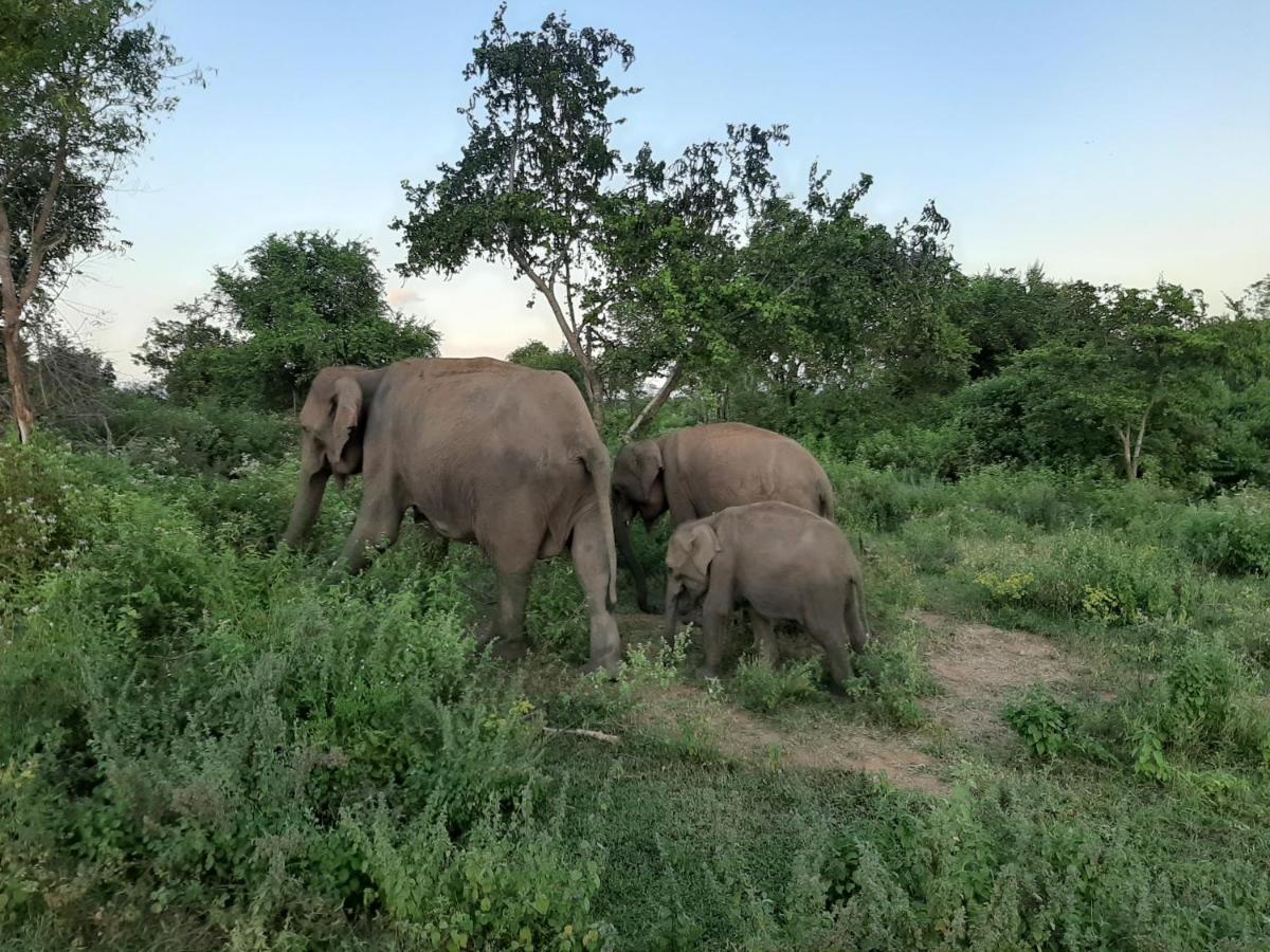 Elephant Lodge Udawalawe Eksteriør bilde